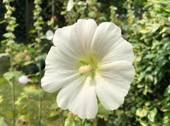 Appartement Koenigskirsche *