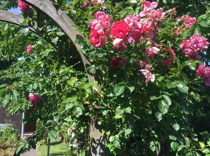 Koenigskirsche * Eckernförde