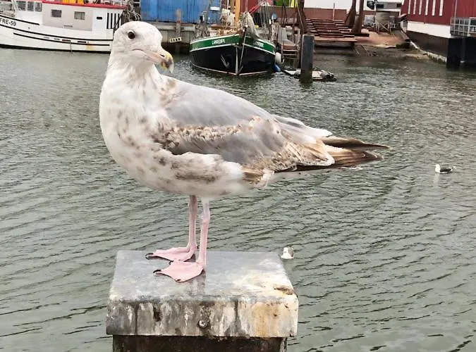 Koenigskirsche Appartement