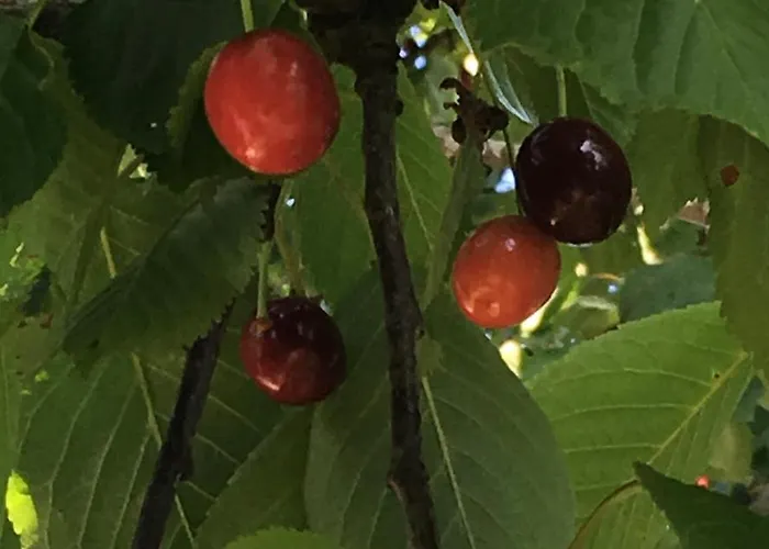 Koenigskirsche * Eckernförde